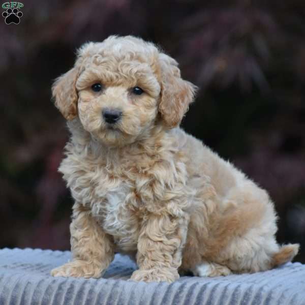 Larry, Bich-Poo Puppy